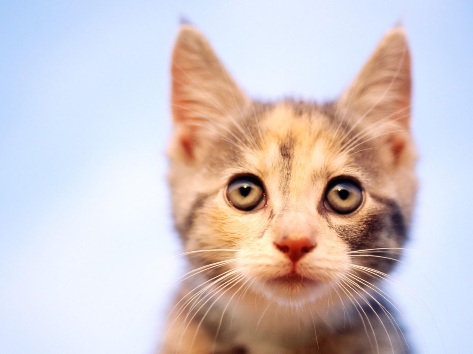 Пристальный Взгляд кошки