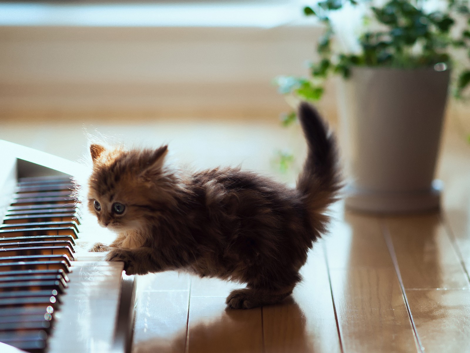 	  The cat playing the piano