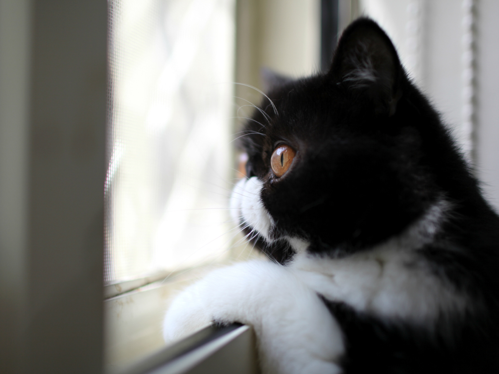 Кот смотрит в окно