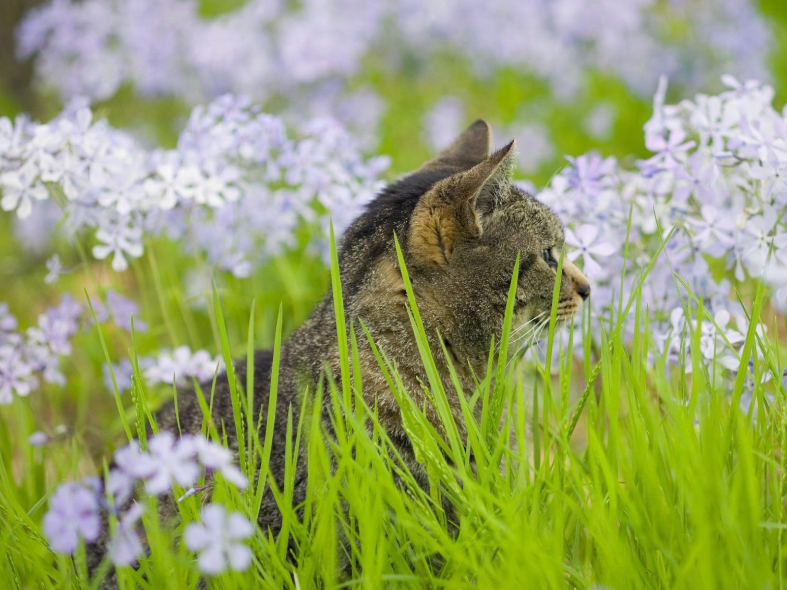 Серый кот в цветах