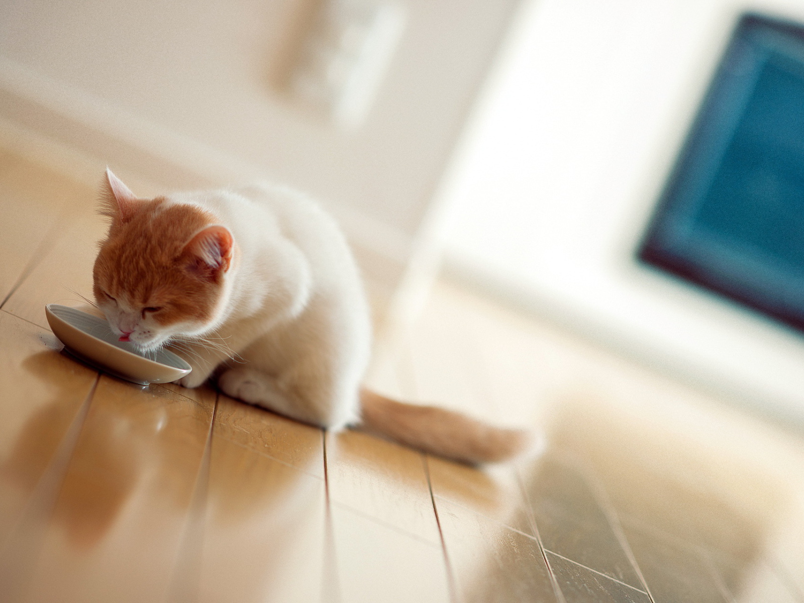 Котенок пьет молоко