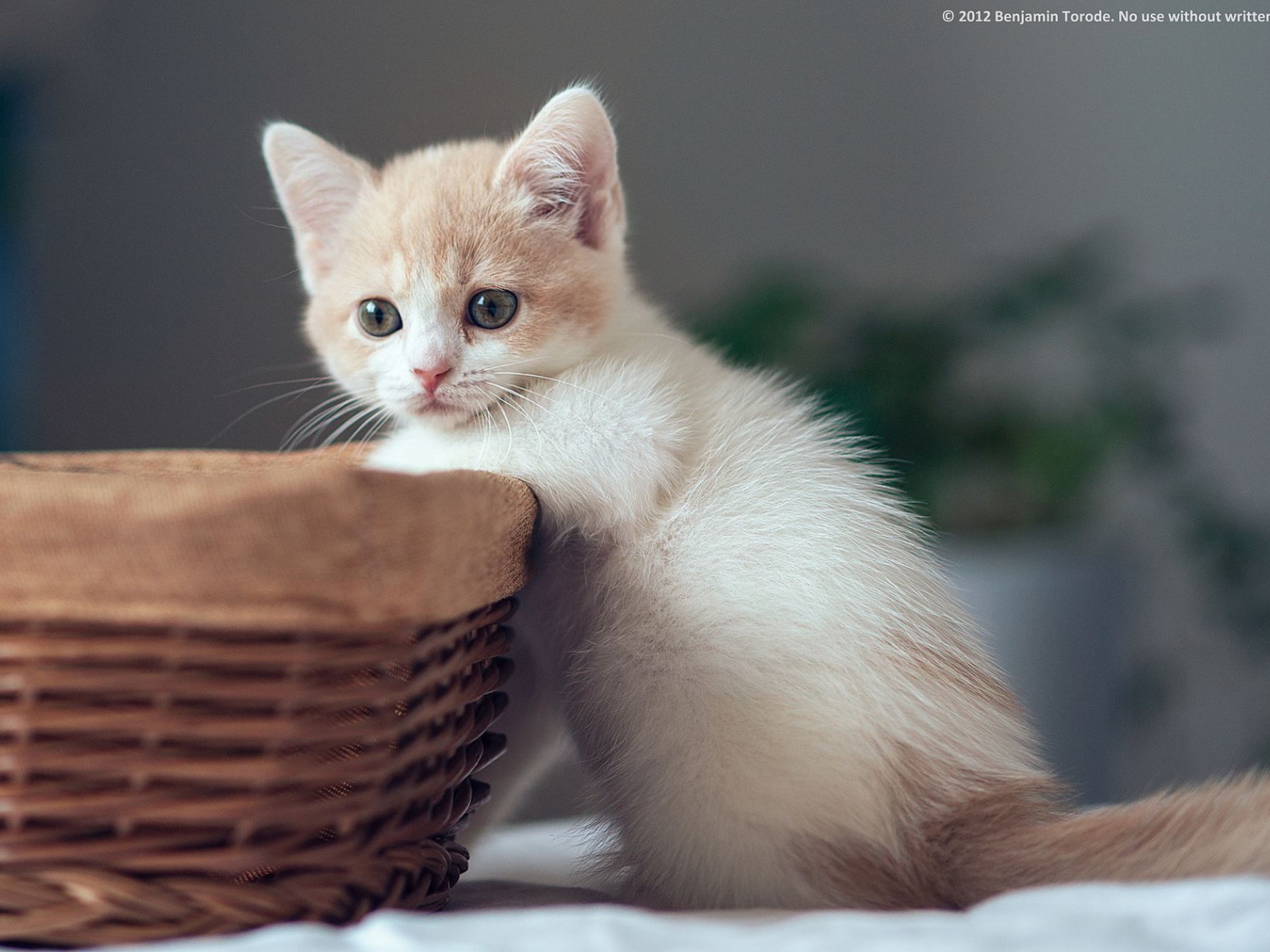 Котенок у корзины