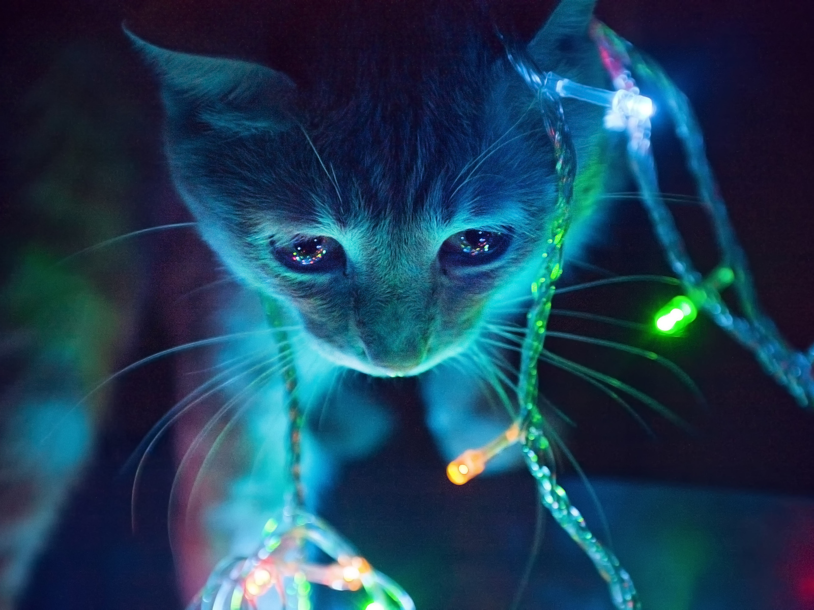 Котенок в свете гирлянды