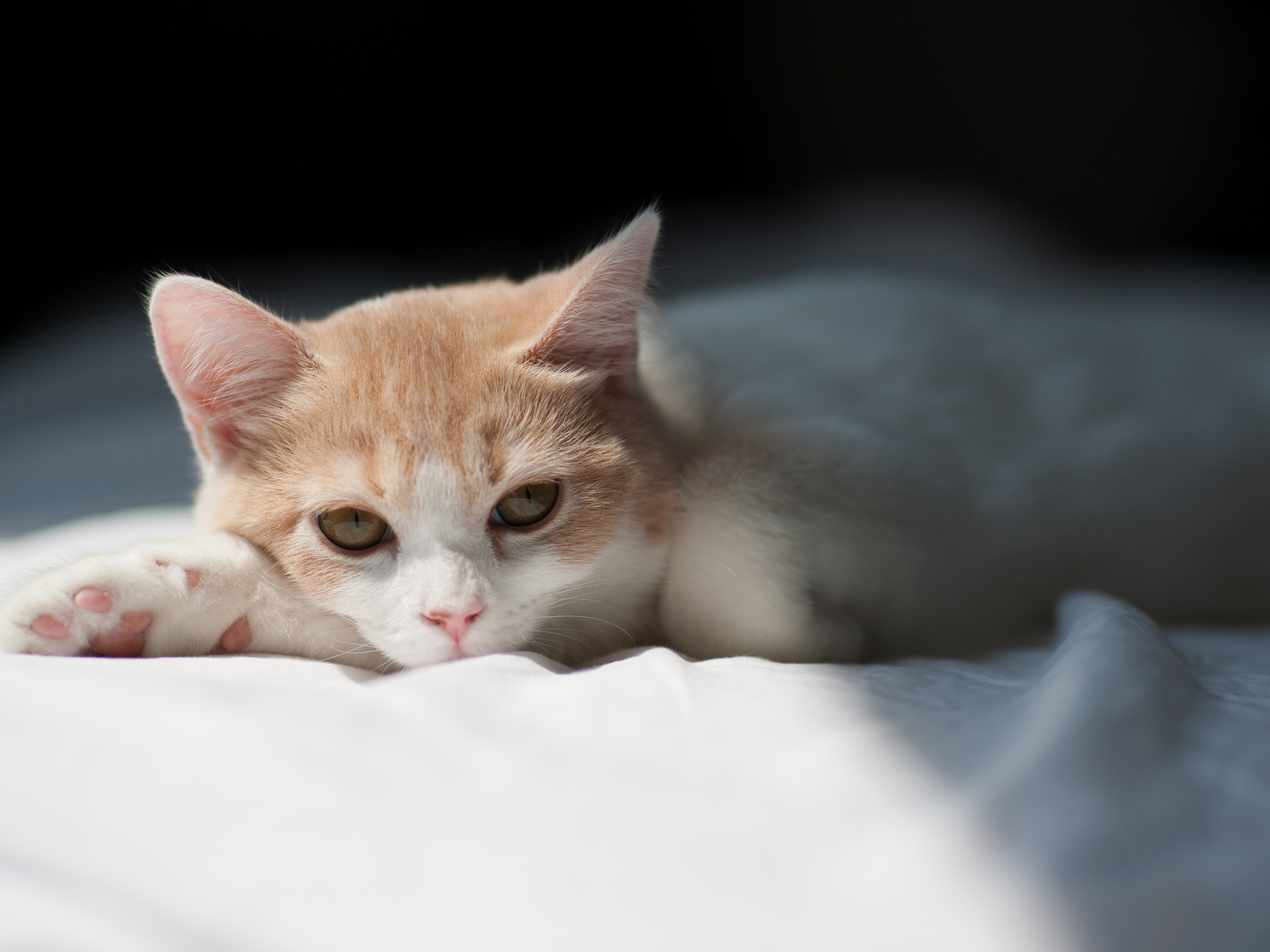 Котенок на белой кровати