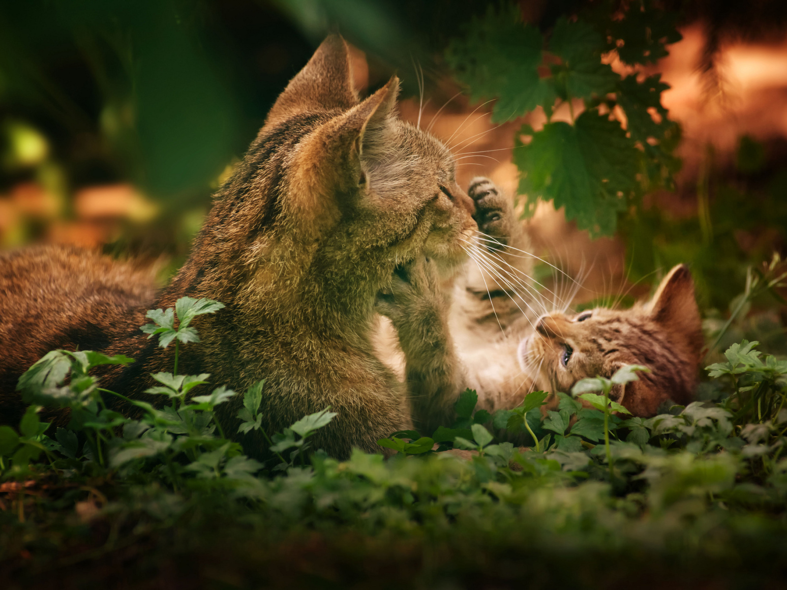 Котенок играет с кошкой