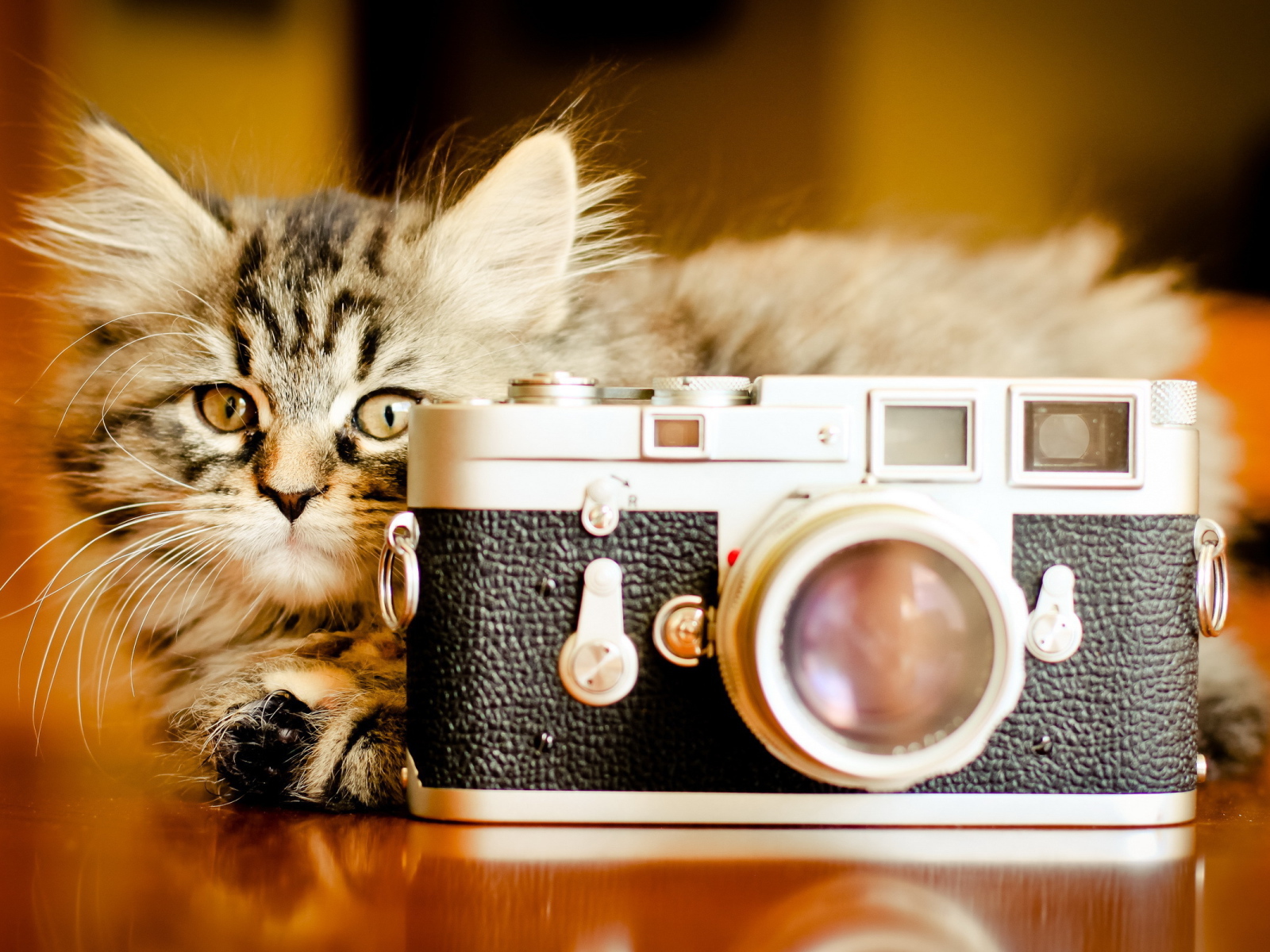 Кот за фотоаппаратом