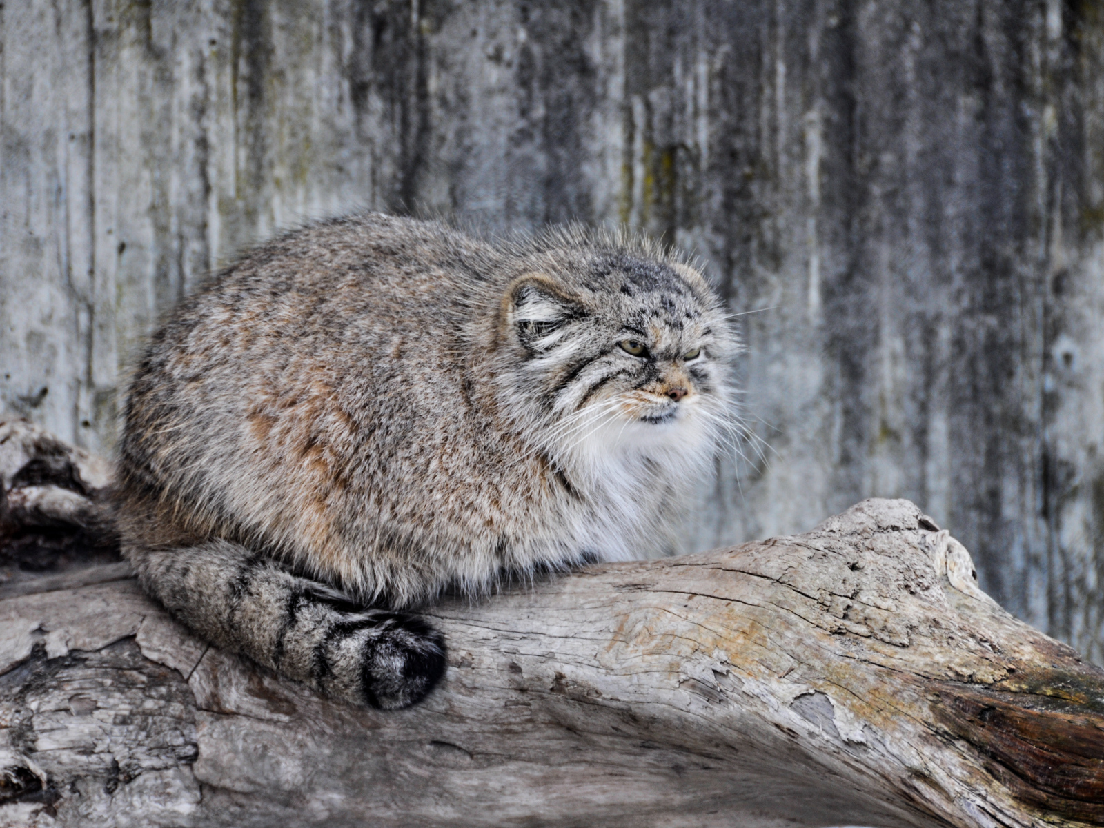 Дикий кот манул