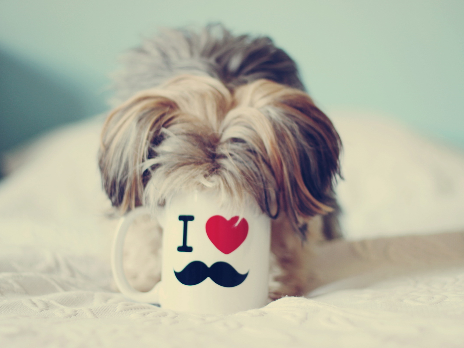 Собака пьет из чашки