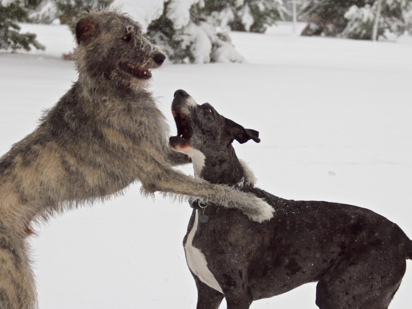 Пара ирландских волкодавов