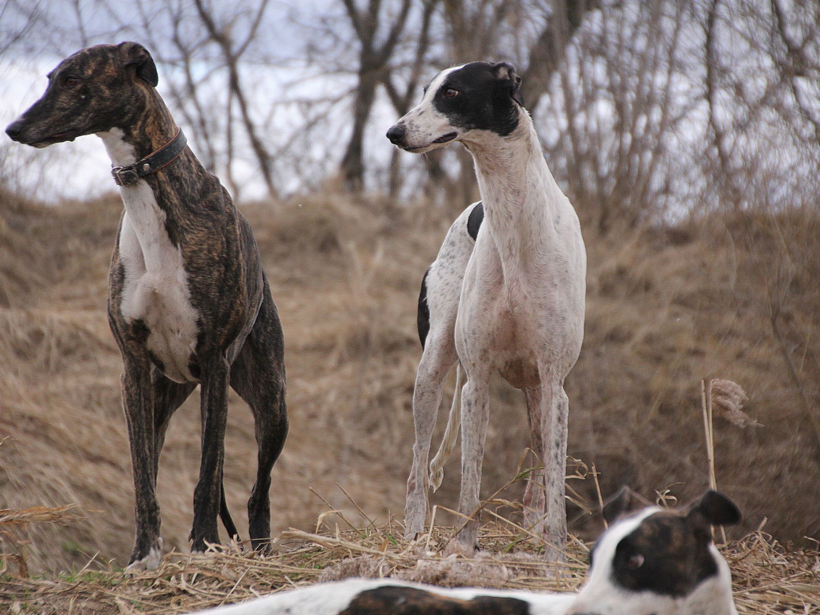 Пара борзых на охоте