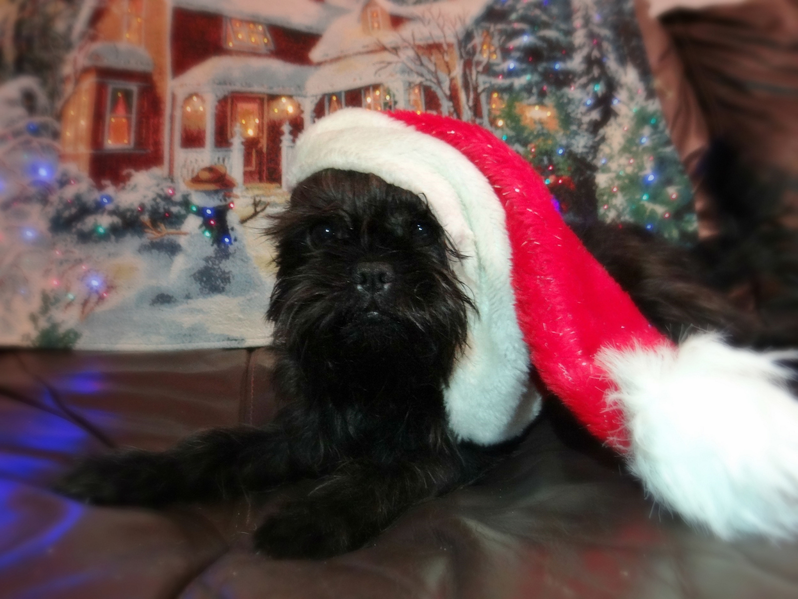 Новогодний наряд аффенпинчера