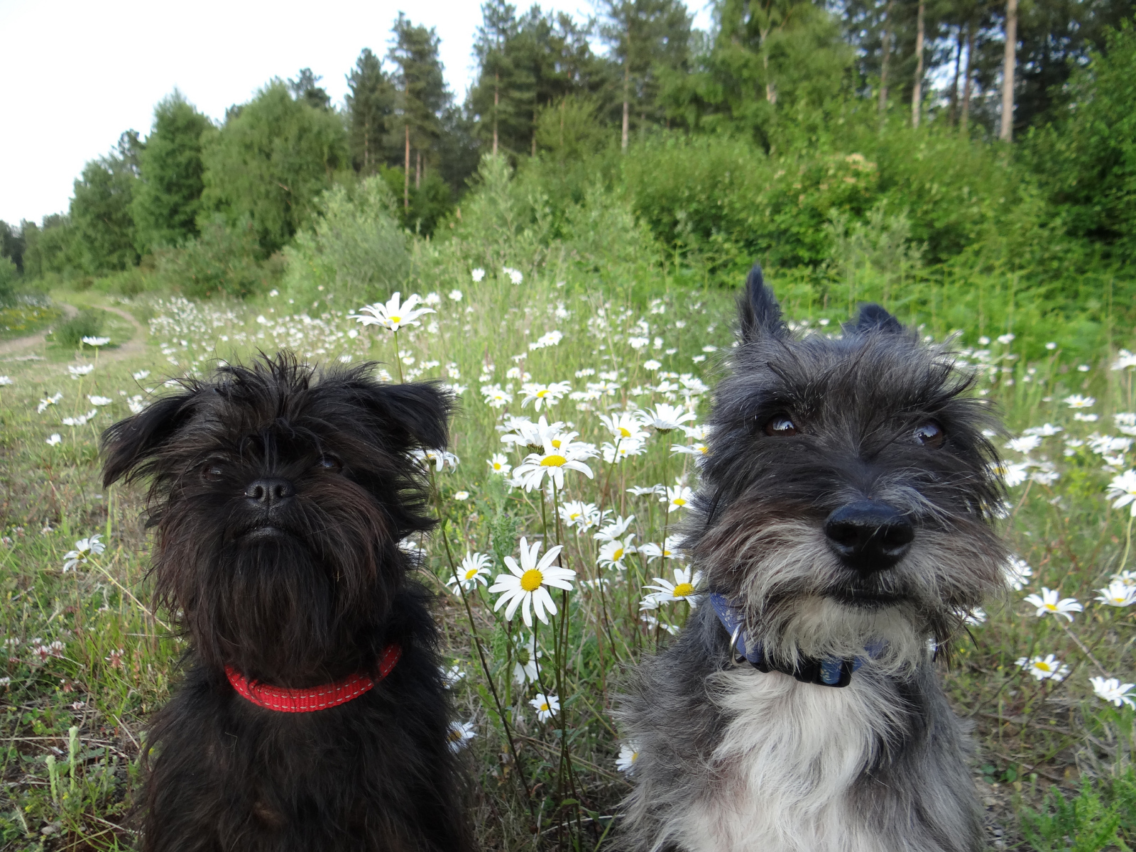 Аффенпинчеры среди ромашек