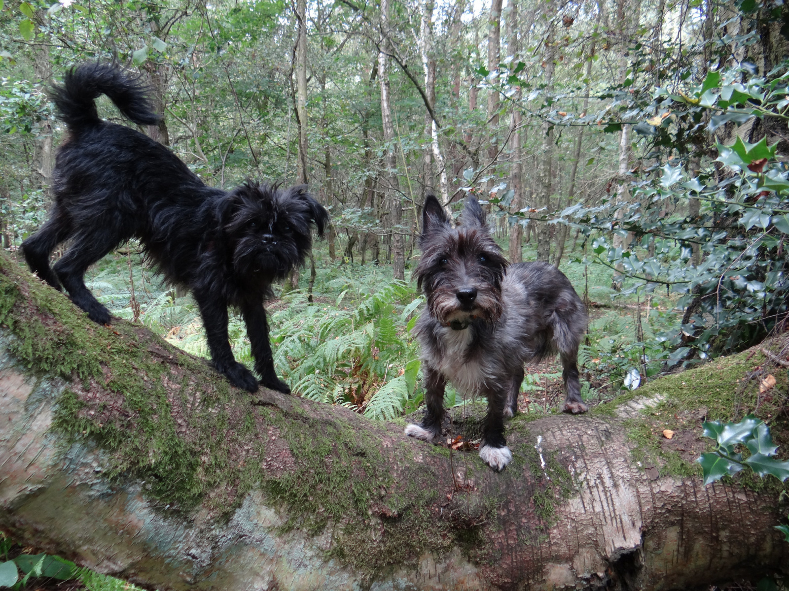 Аффенпинчеры в лесу