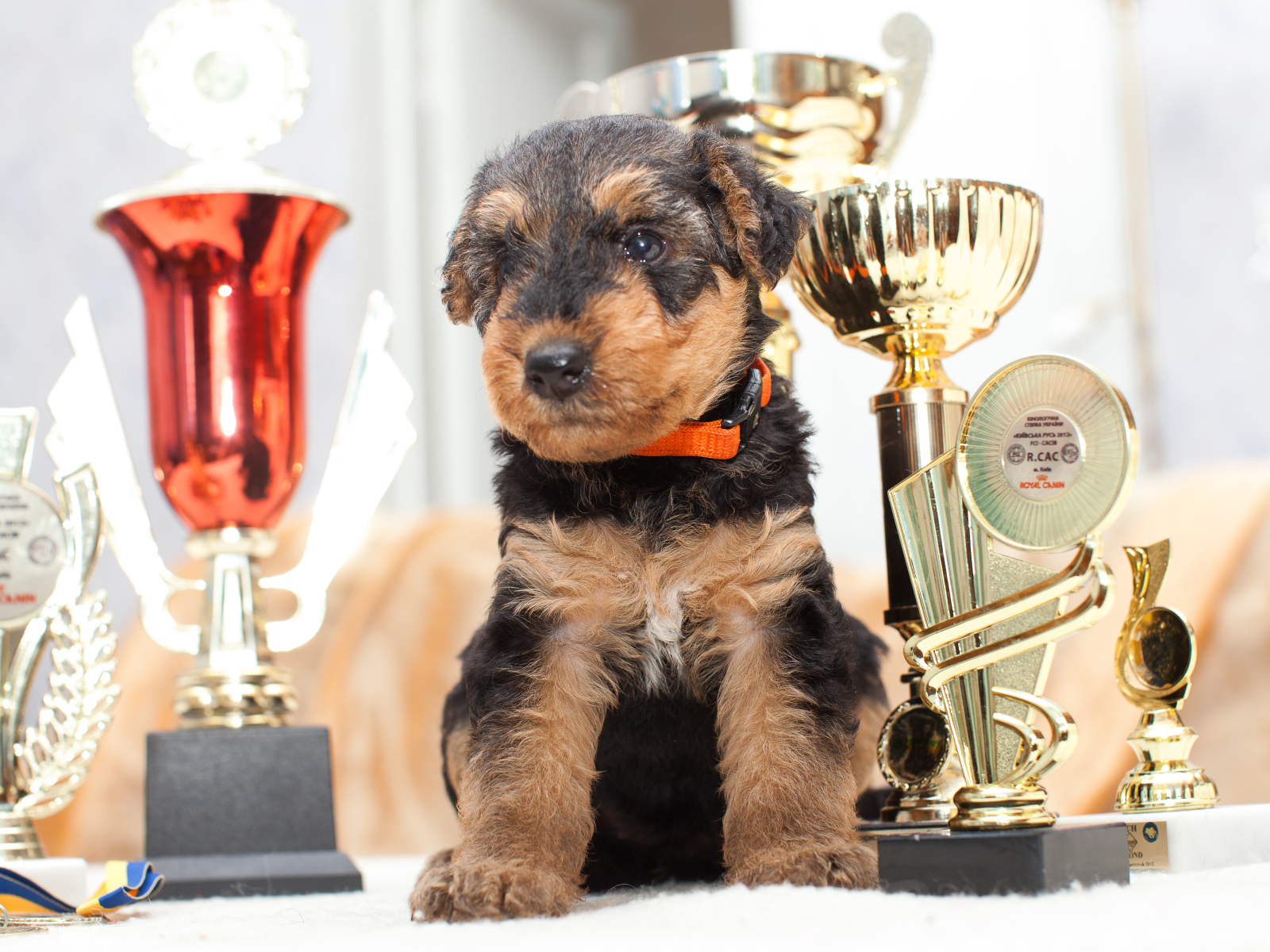 Щенок эрдельтерьера с наградами