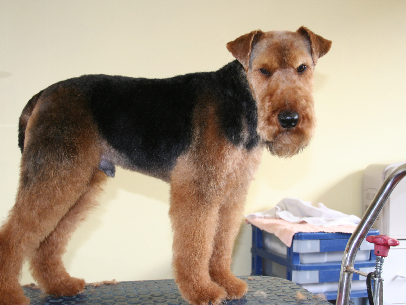 Эрдельтерьер на приеме у ветеринара