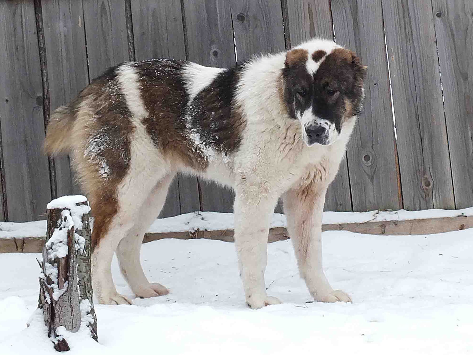 Алабай у забора