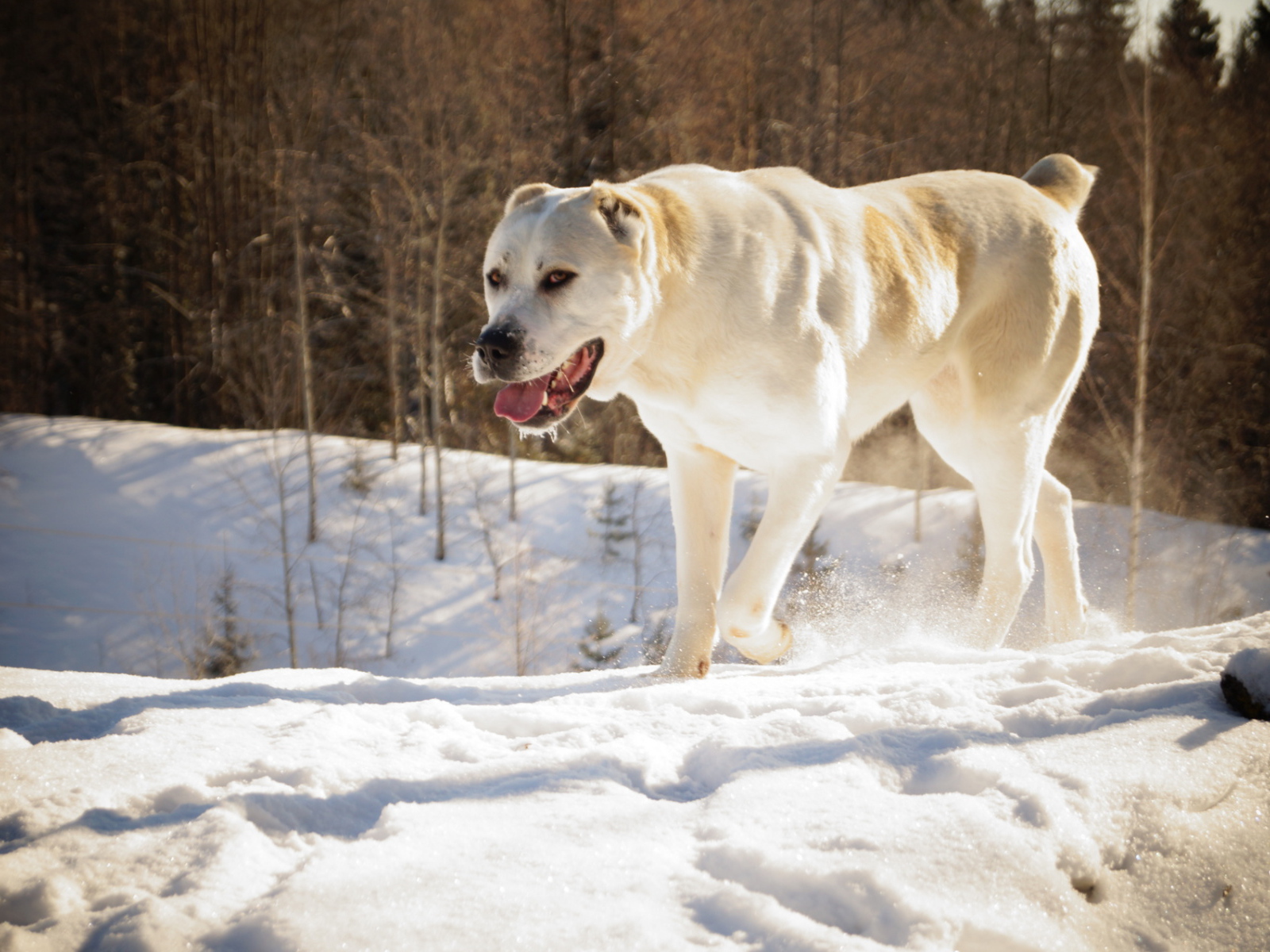 Алабай в зимнем лесу