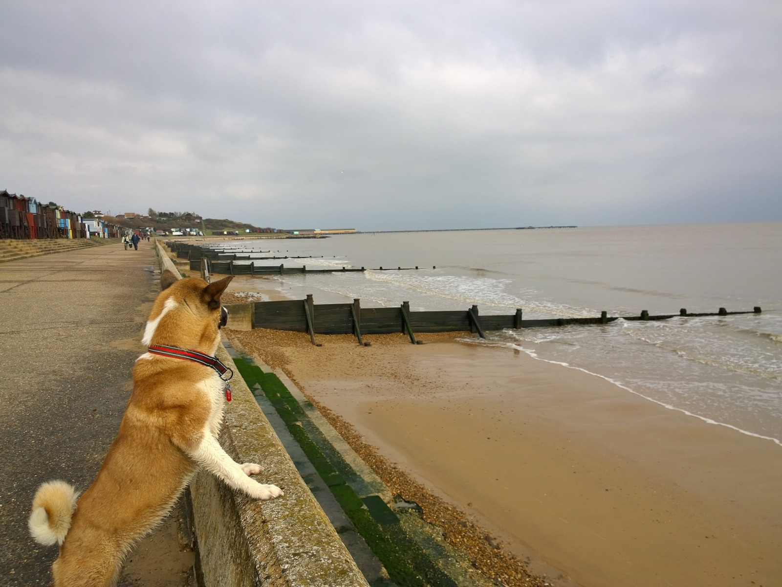 Американская акита на пляже