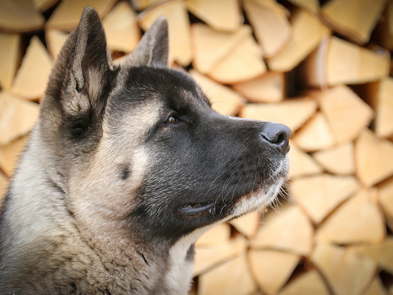 Американская акита на фоне дров