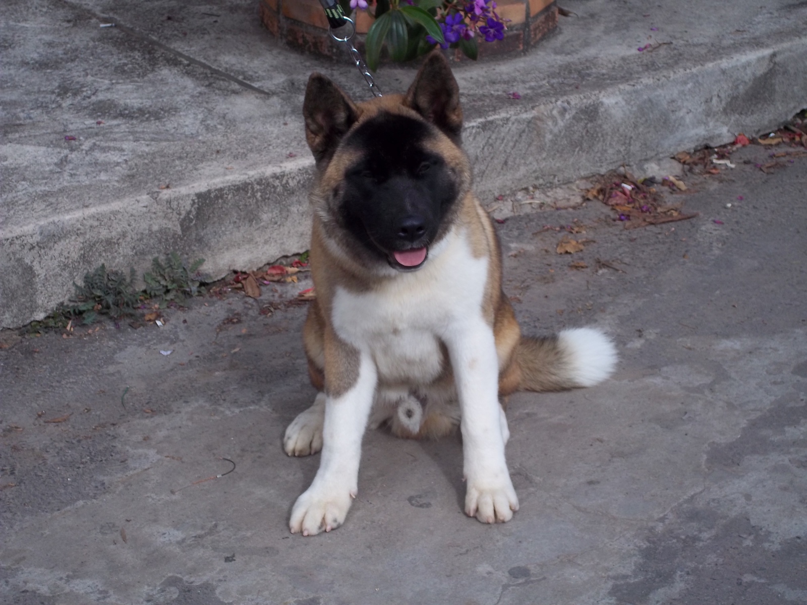 Американская акита сидит на цепи