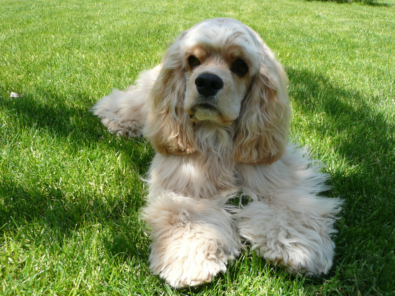 Американский кокер спаниель лежит на траве