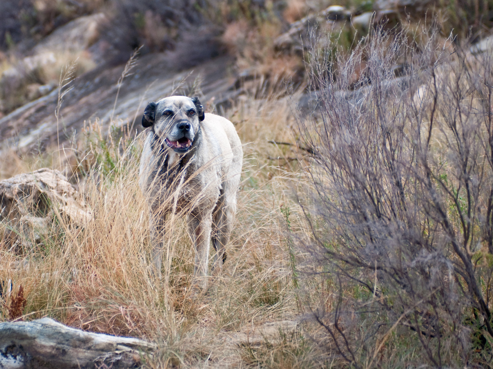 Злой пес чинук