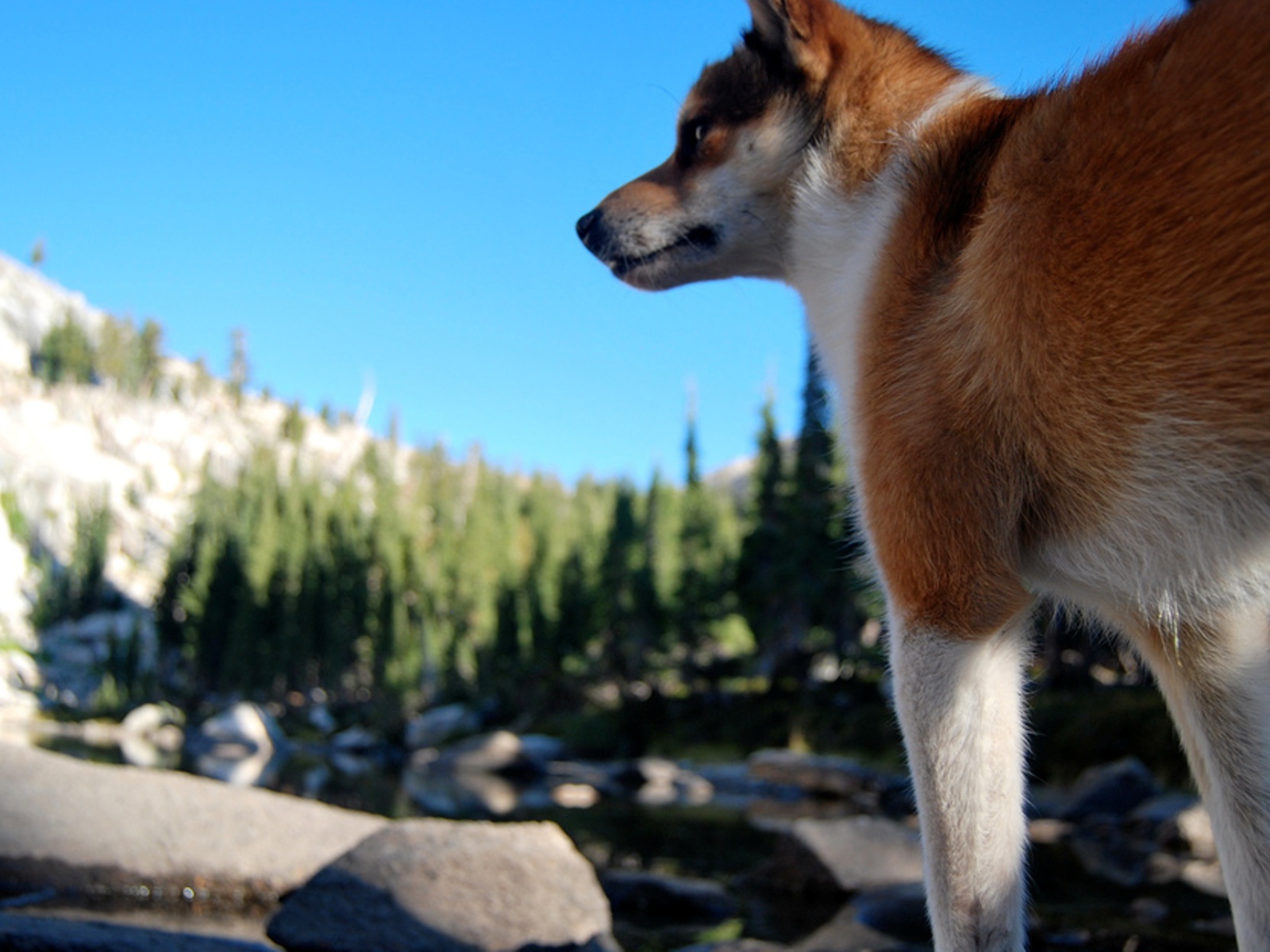 Рыжий норвежский лундехунд