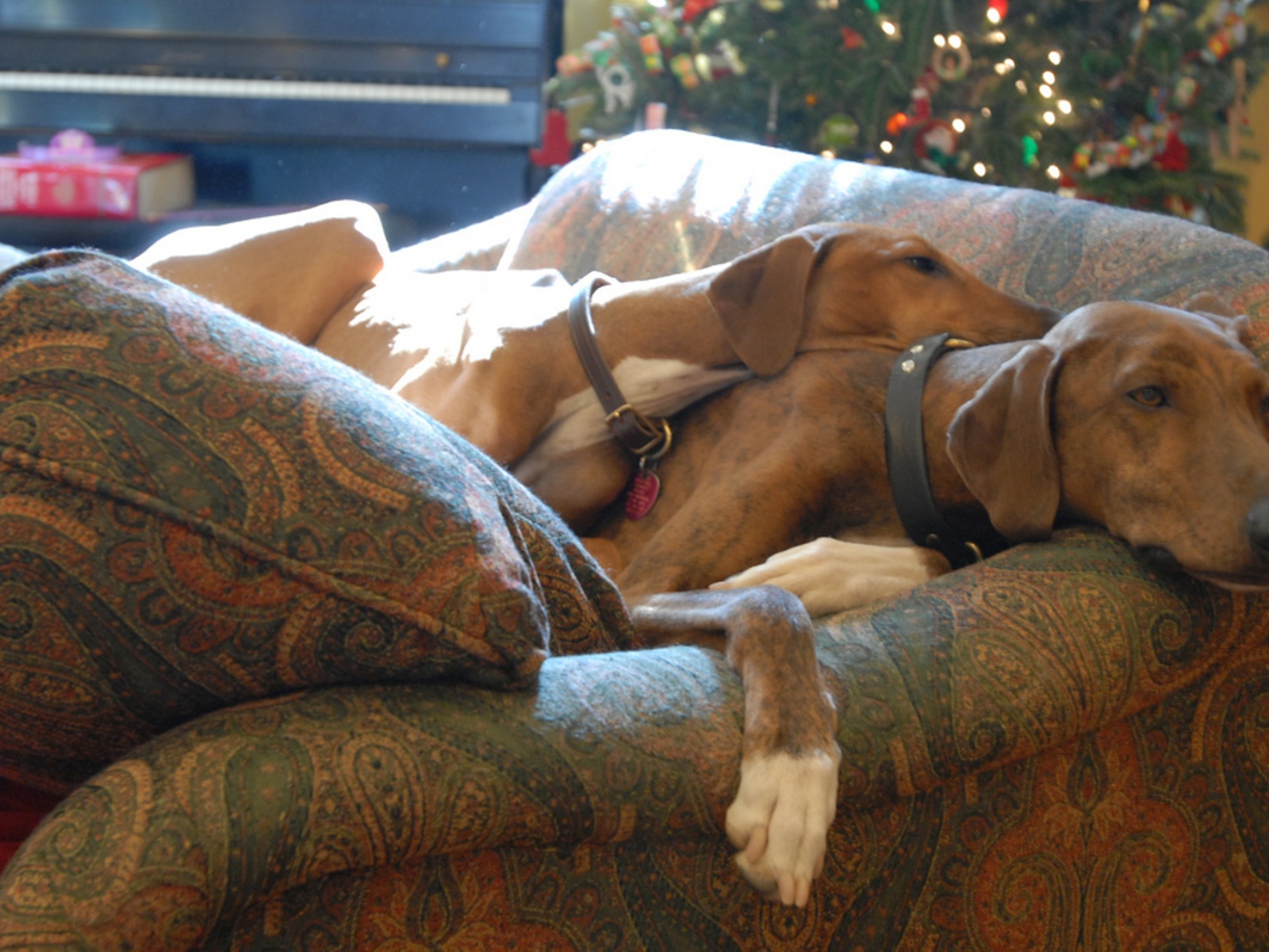 Собаки азавак на диване