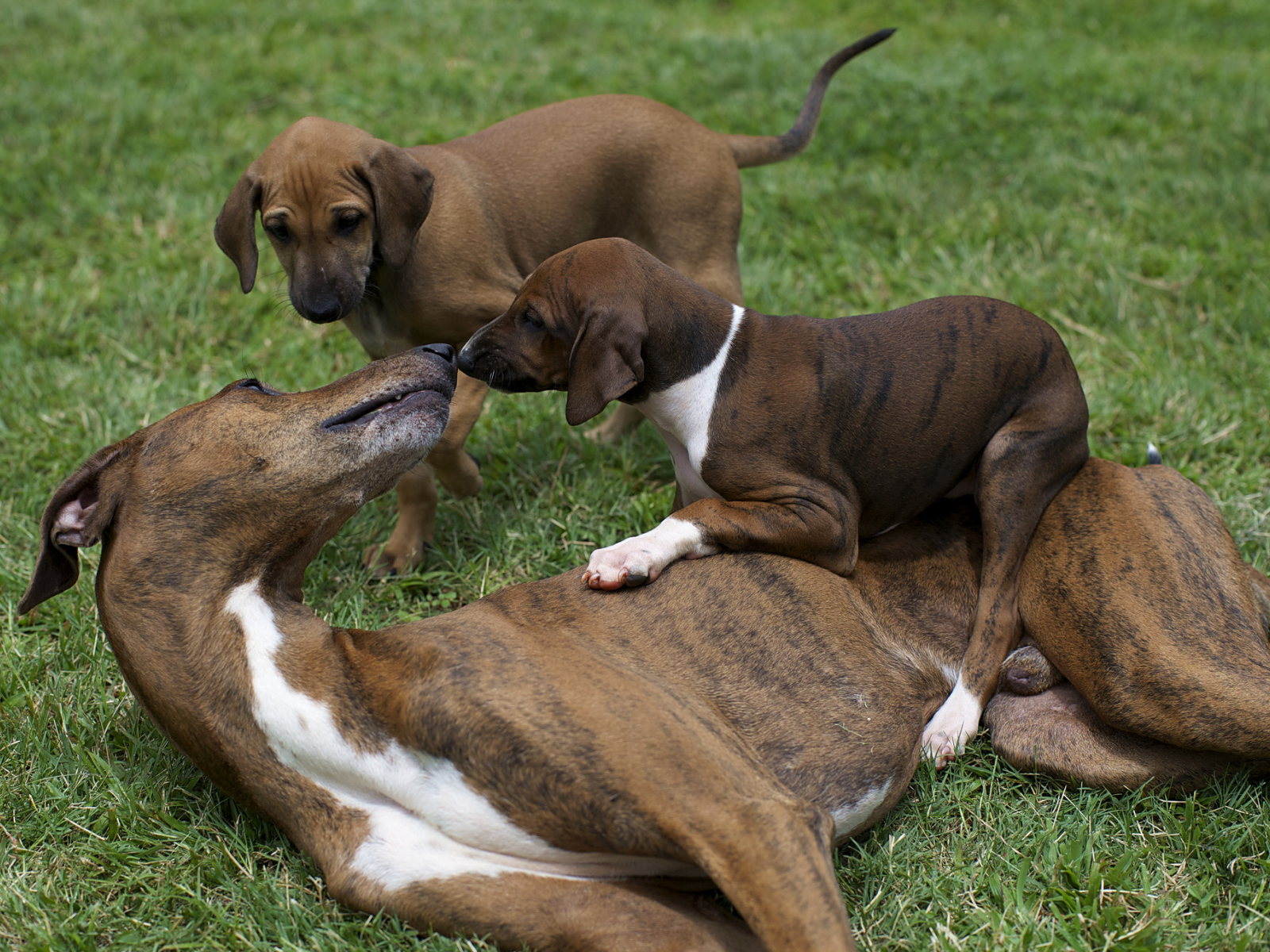 Мама азавак играет с щенками