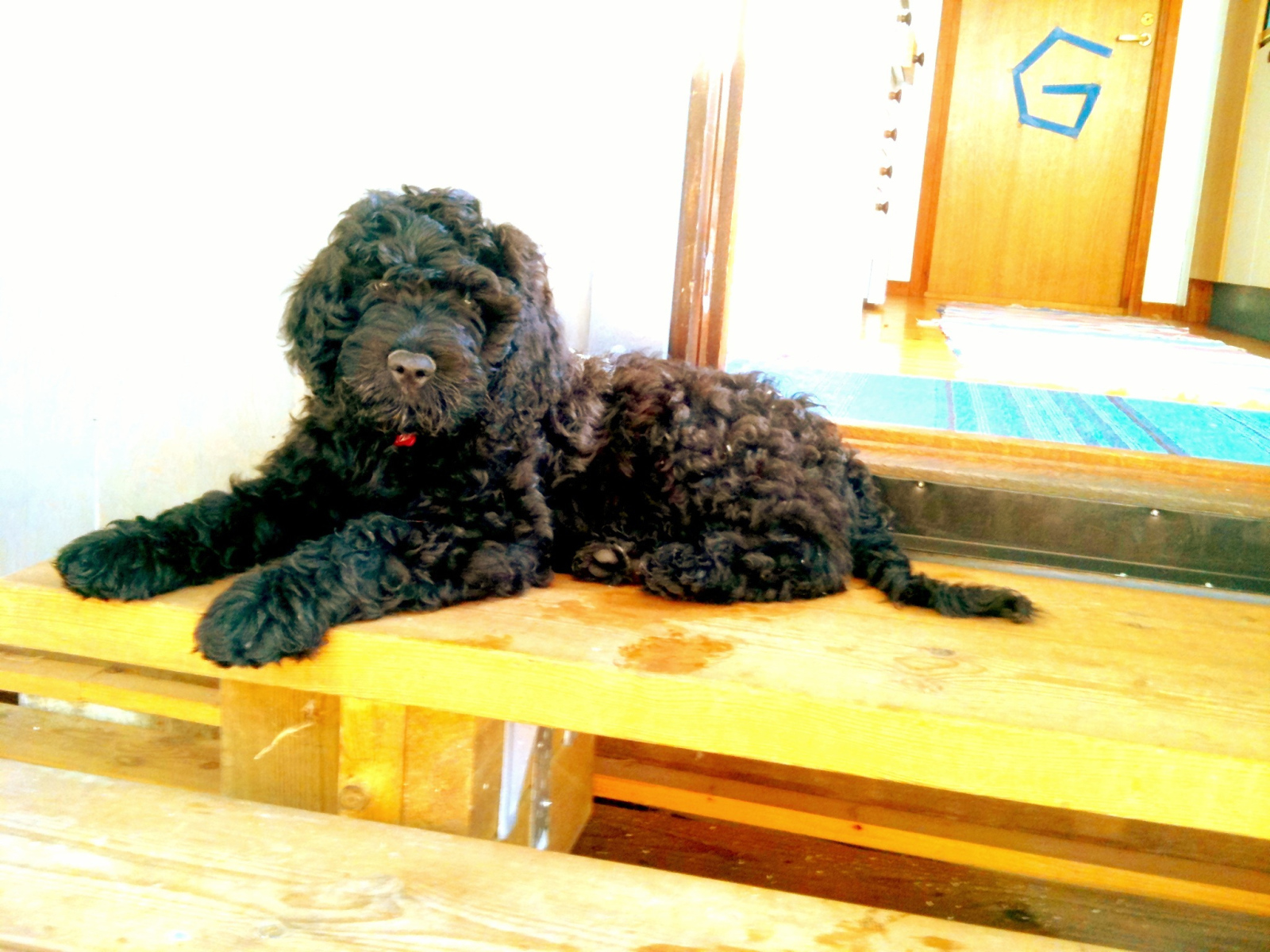 Барбет лежит на пороге