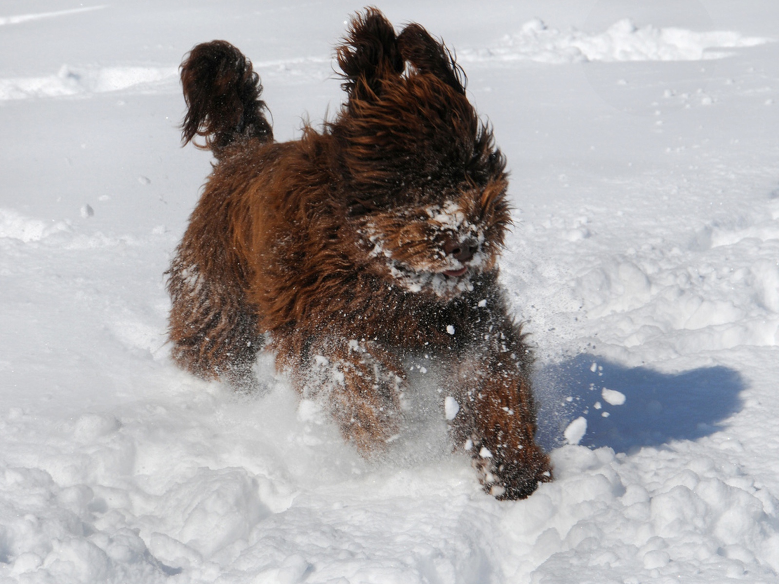 Барбет бежит по снегу