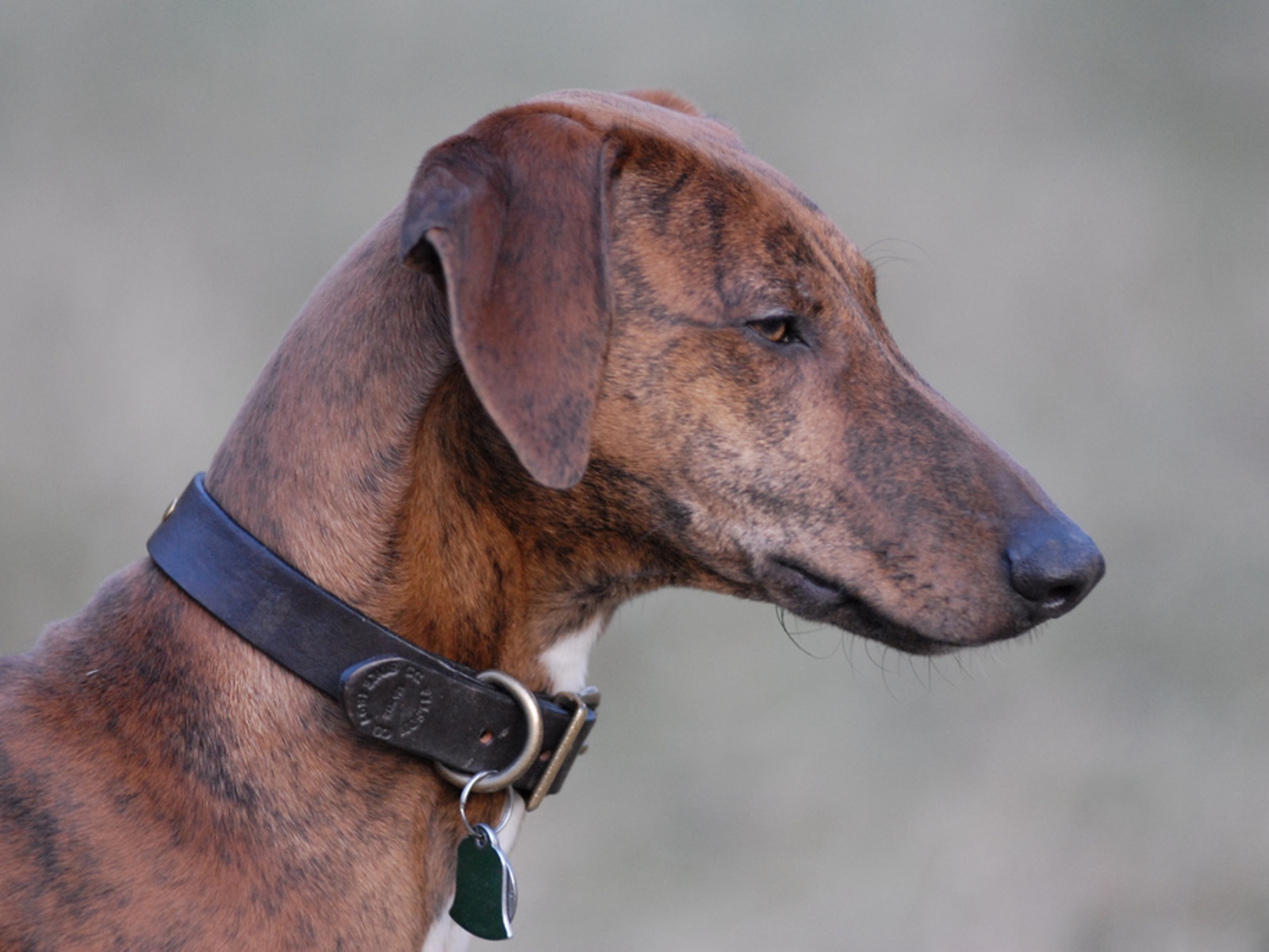 Красивая собака азавак