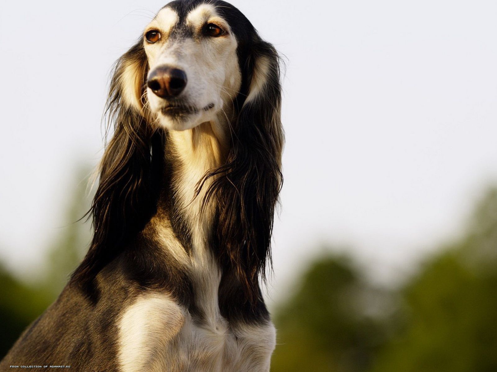 Красивая борзая собака