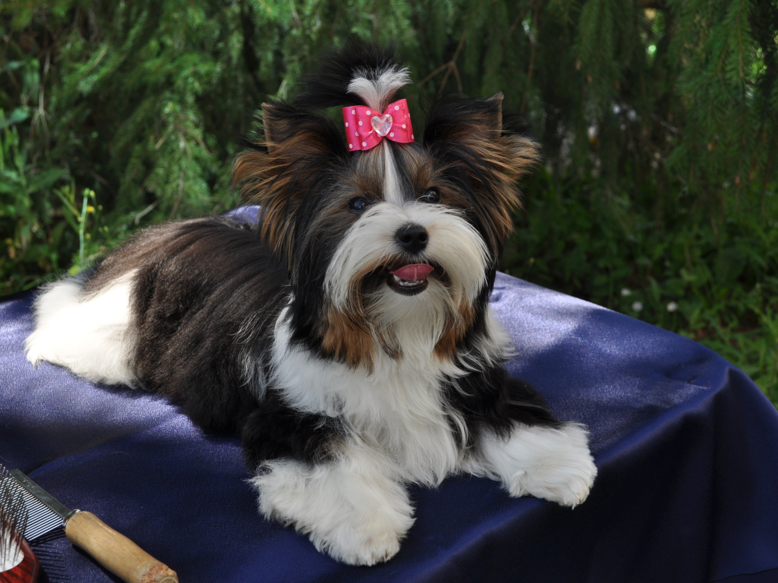 Бивер йорк модница