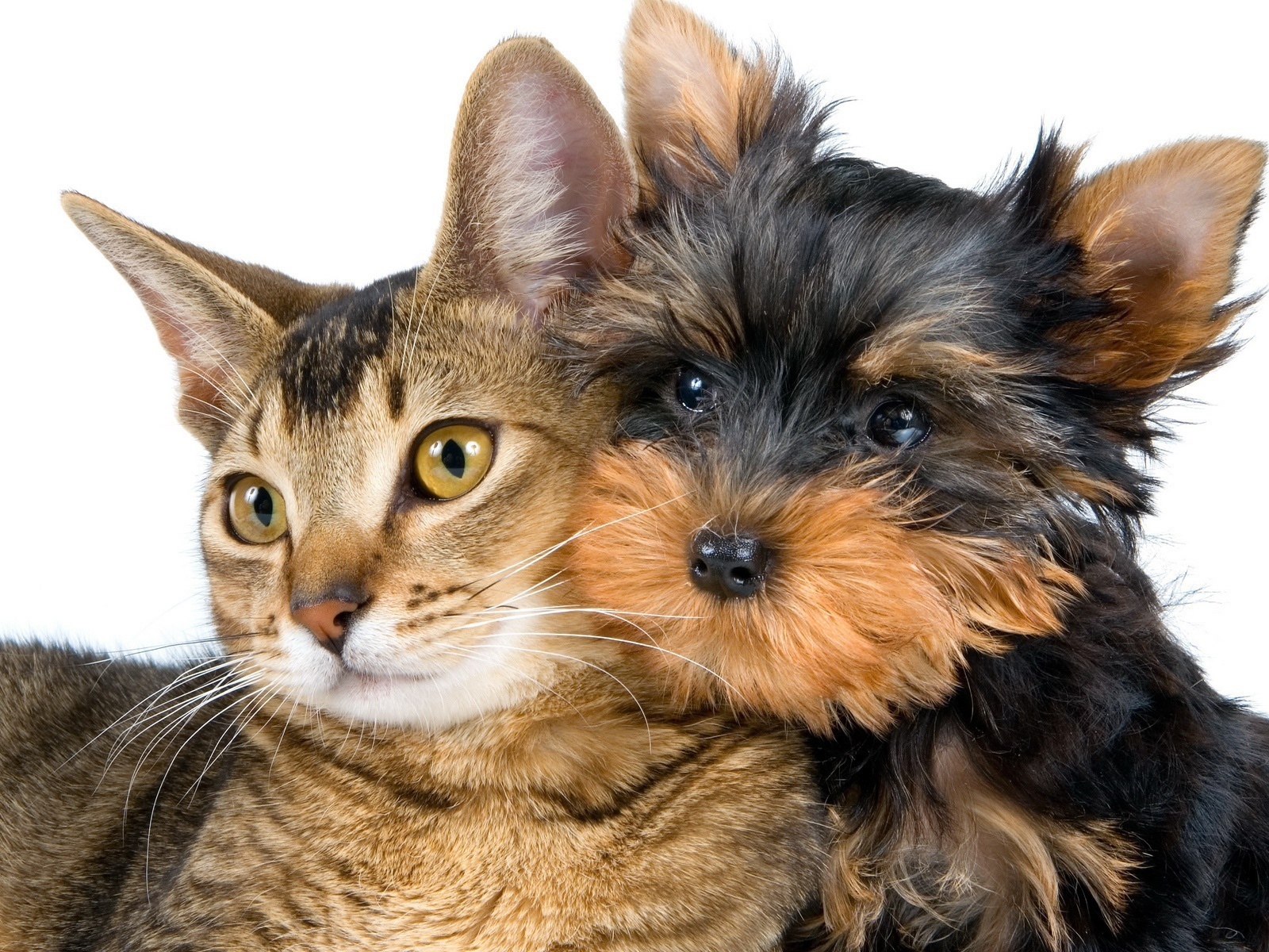 Лучший друг йоркширского терьера