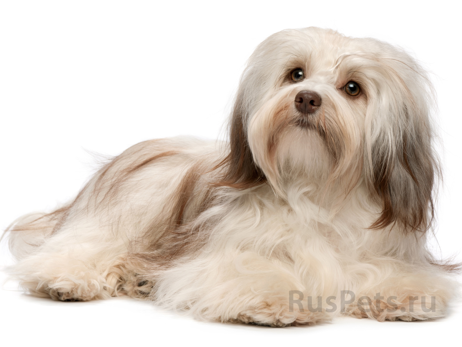 Болонка бишон лежит