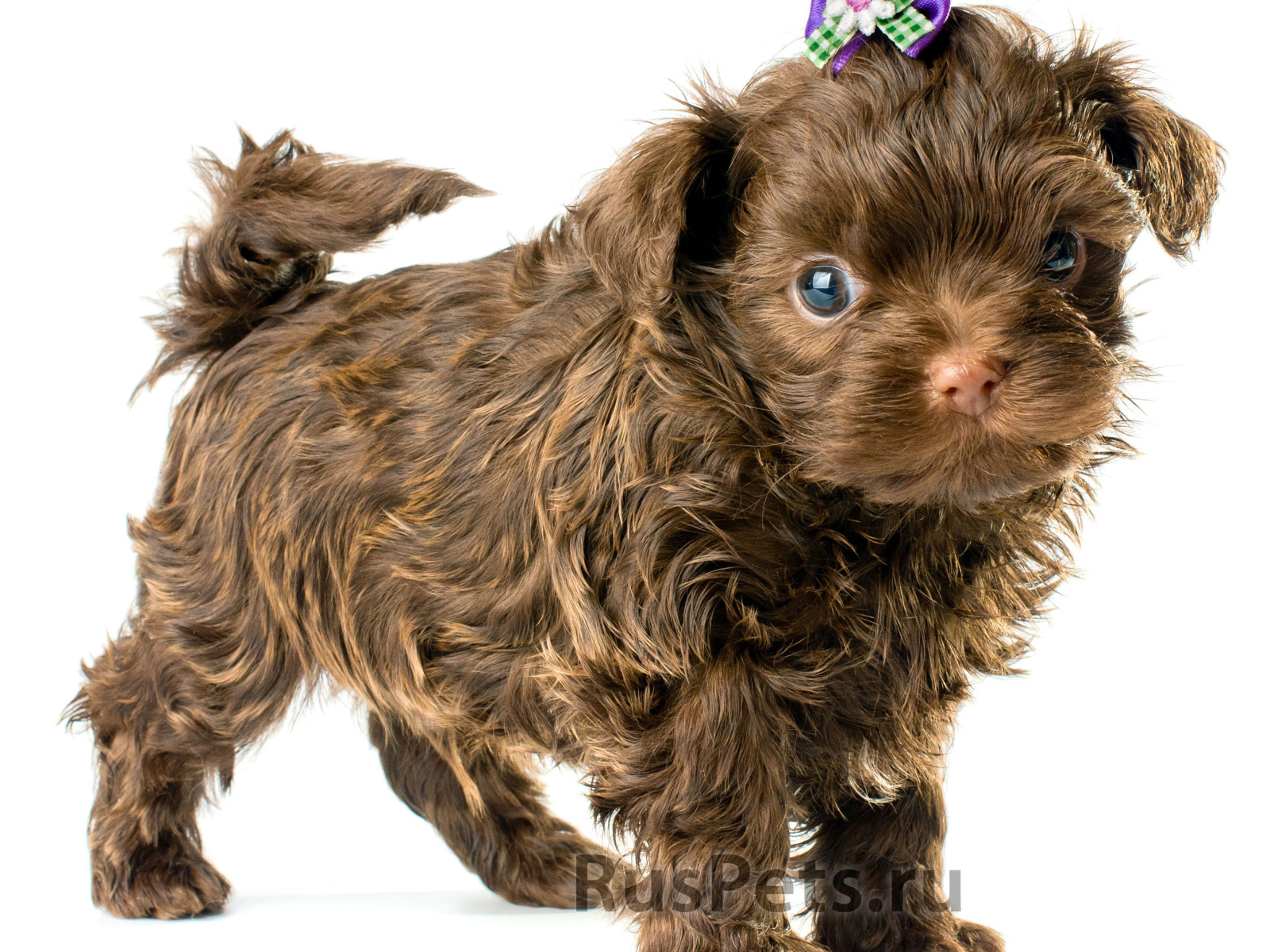 Болонка коричневого цвета