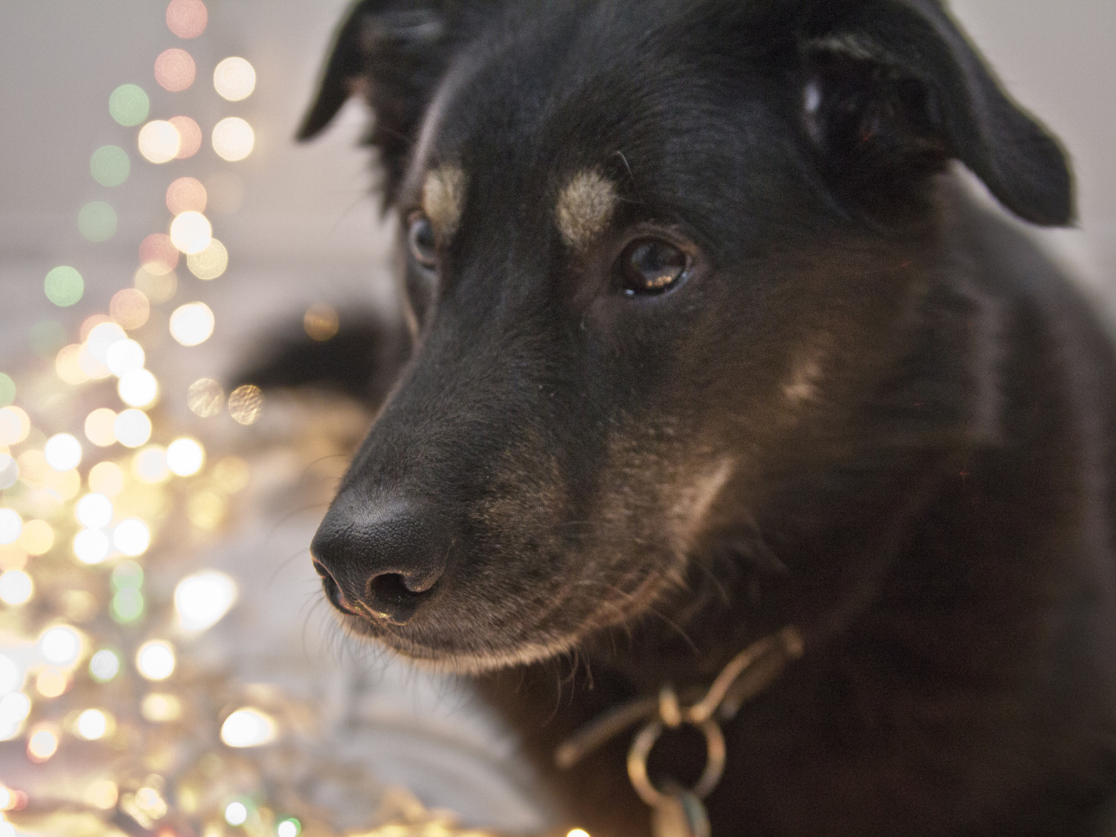 Черный окрас собаки чинук