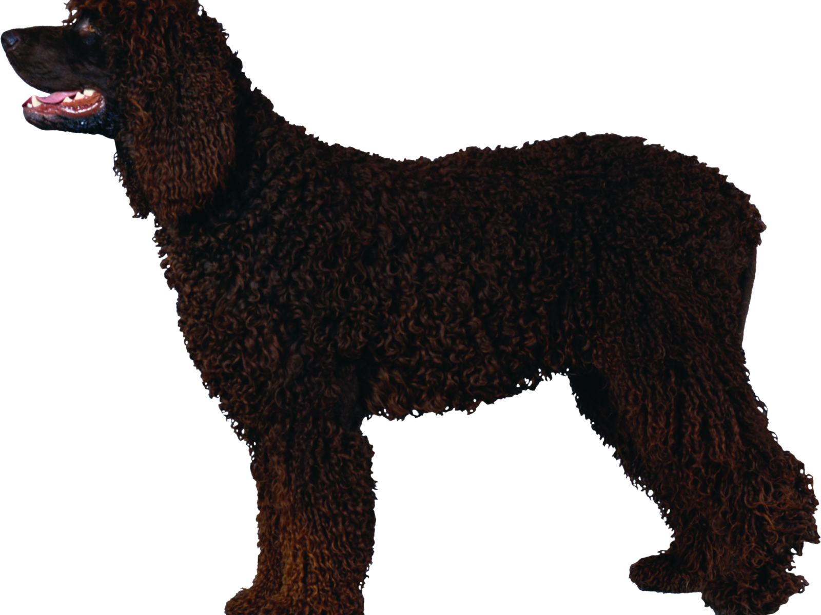 Черный кучерявый пудель