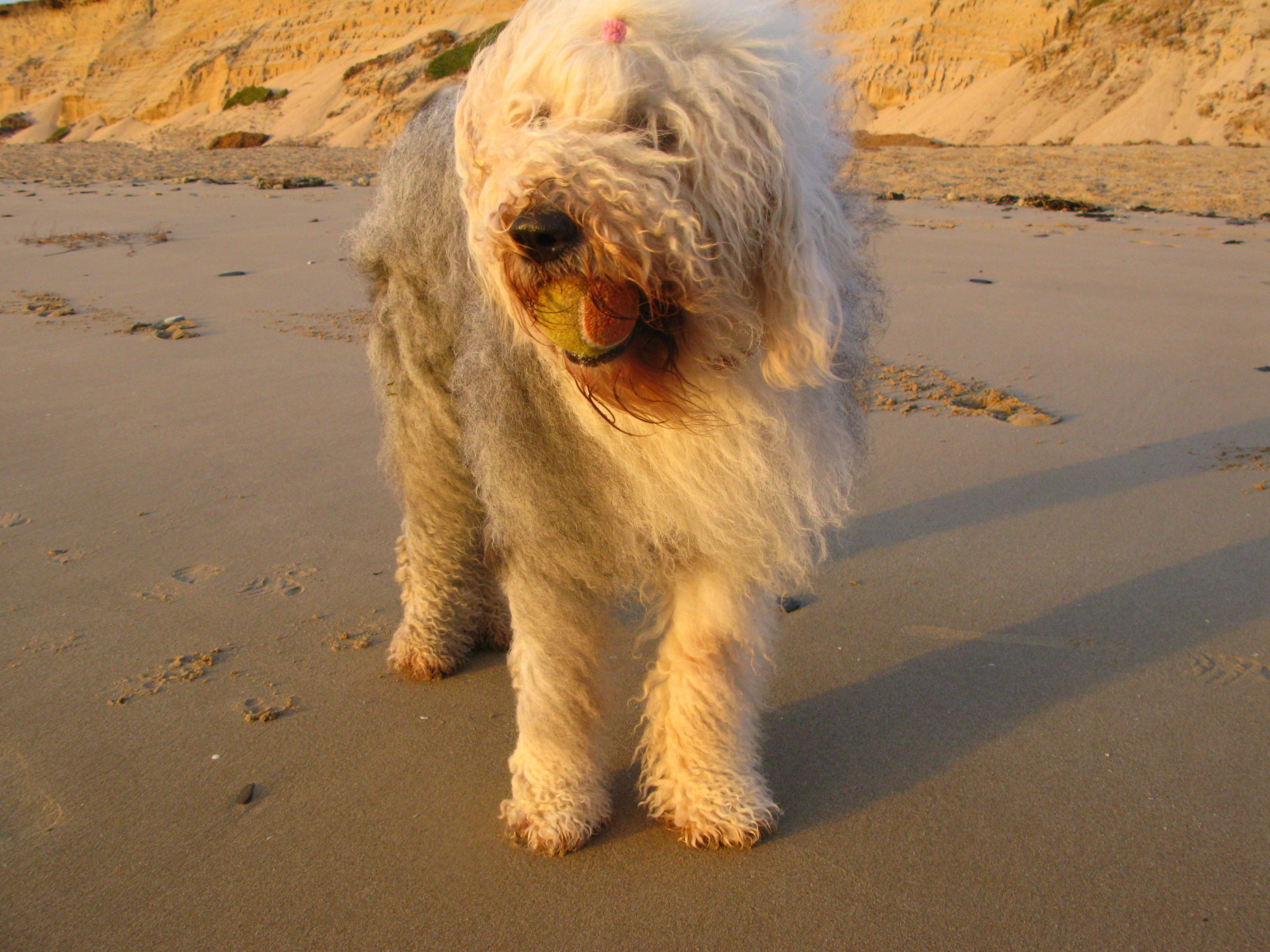 Лохматый бобтейл с мячом