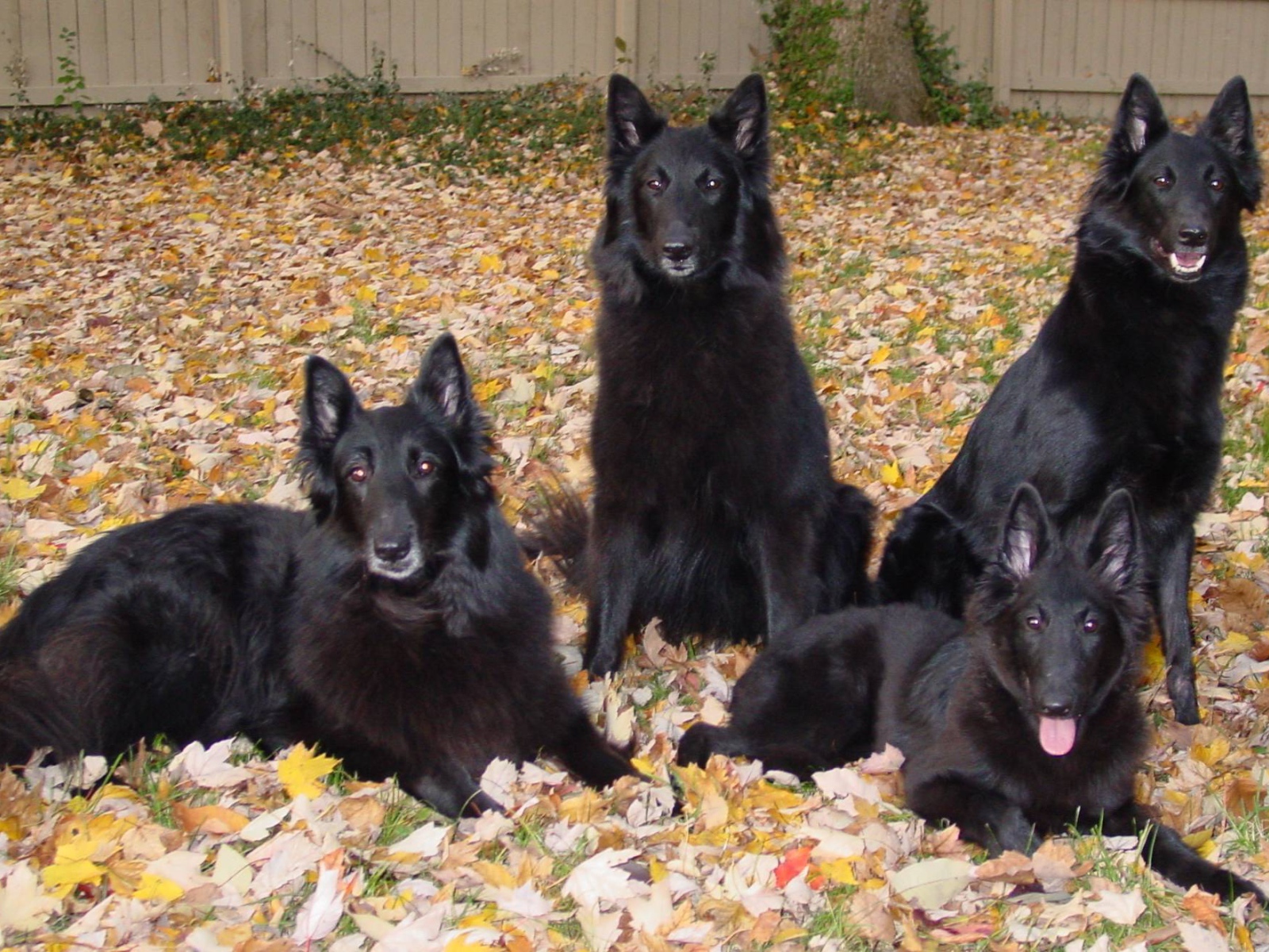 Порода собак муди