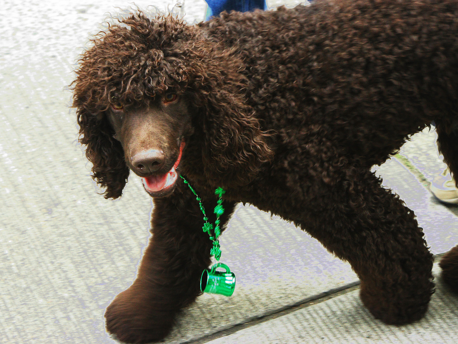 Коричневый ирландский водяной спаниель