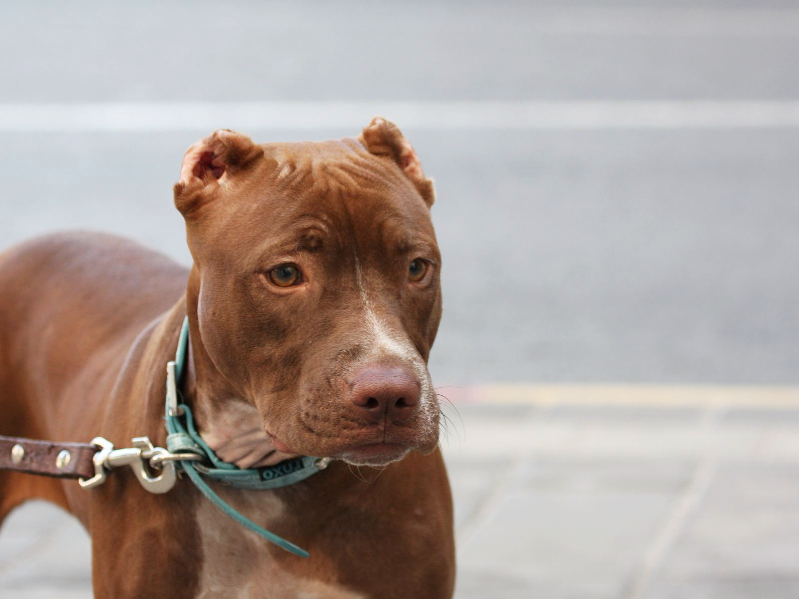 Коричневый питбуль на поводке