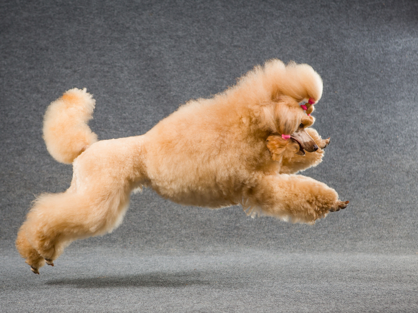 Коричневый пудель прыгает