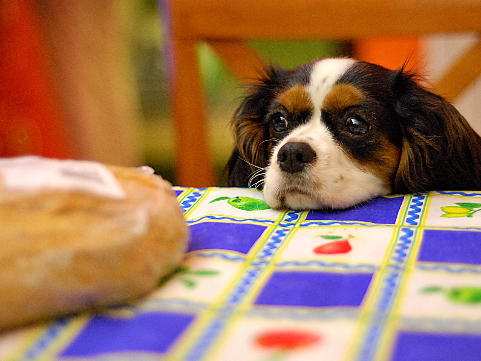 Кавалер кинг чарльз спаниель у стола