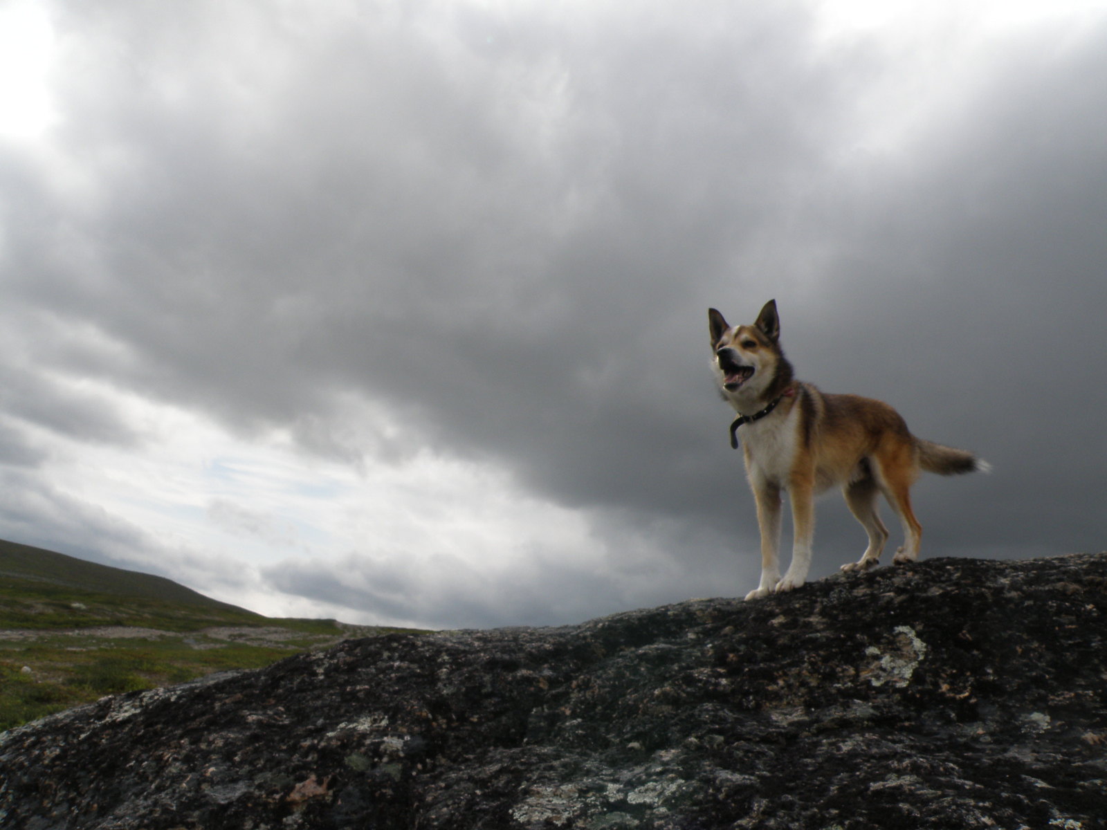 Веселый норвежский лундехунд
