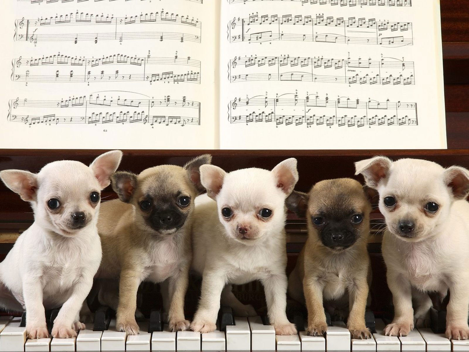 Собаки чихуахуа на пианино