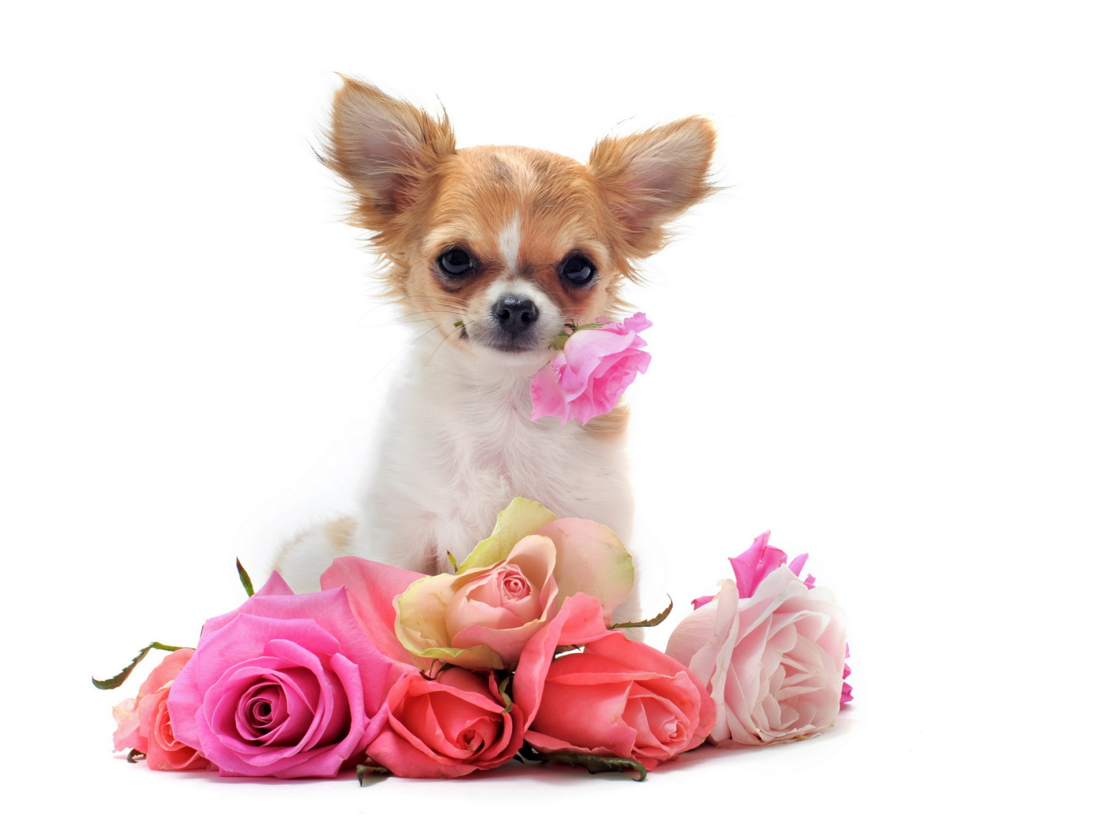 Чихуахуа с букетом роз