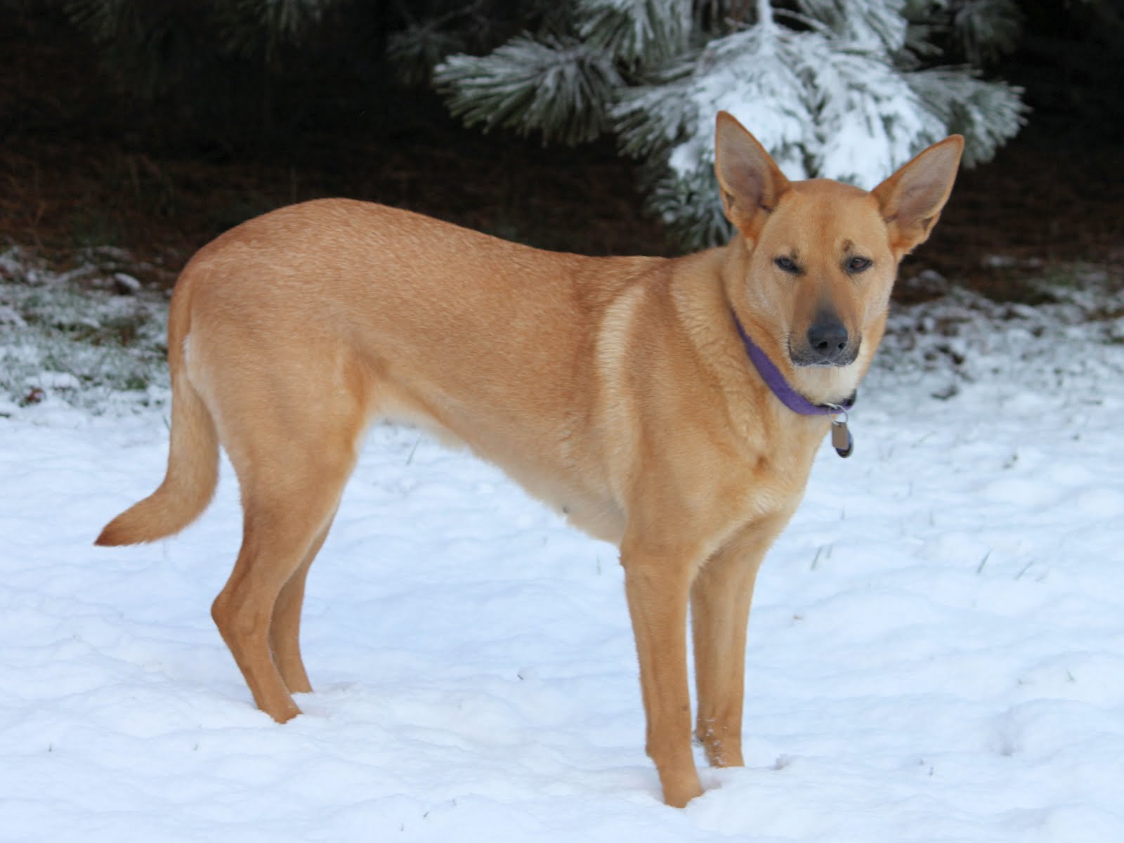 Чинук на снегу