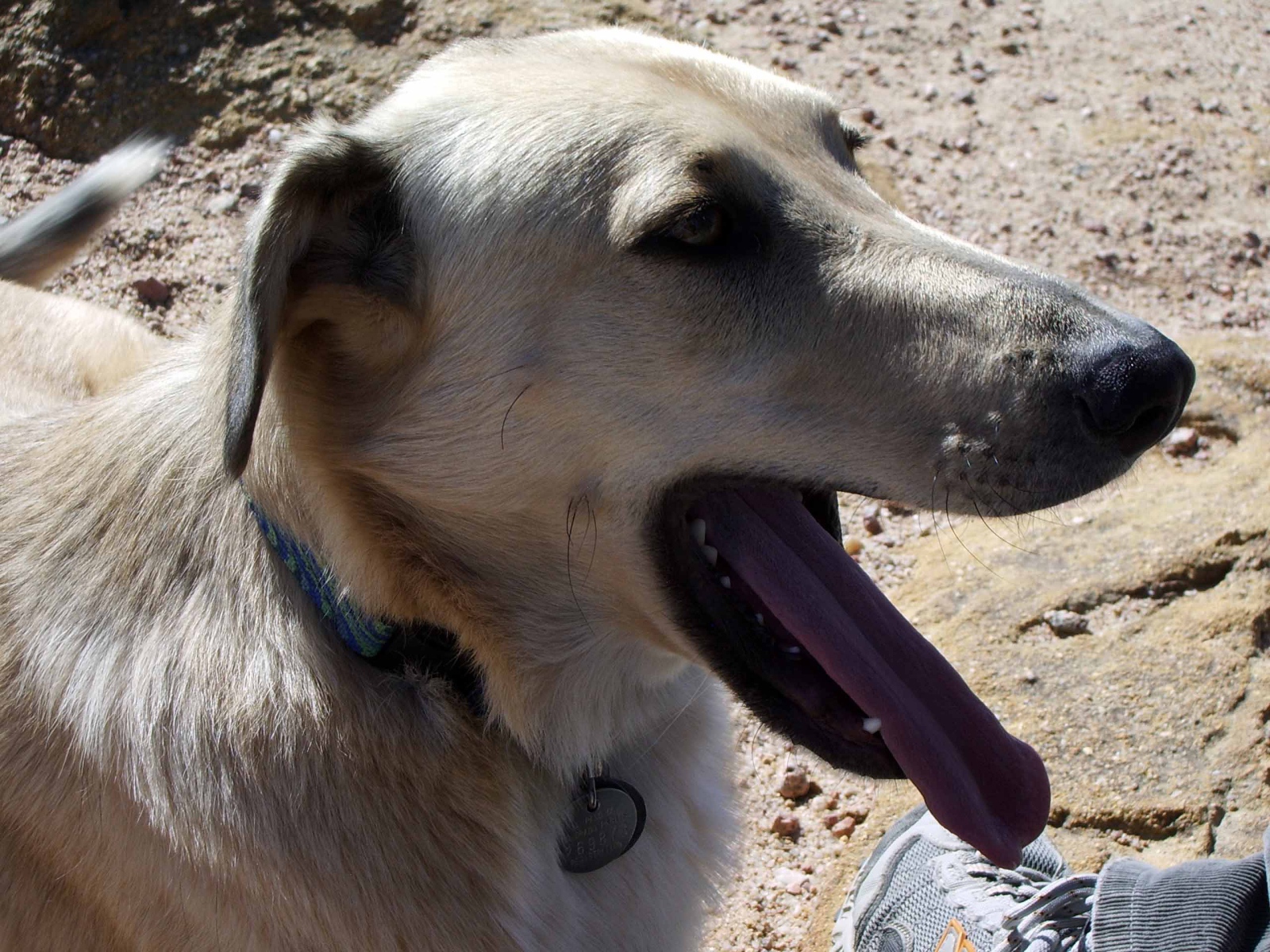 Чинук показал язык